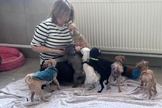 Z pekla množírny do bezpečí: 16 psů se zotavuje v útulku - Médium.cz